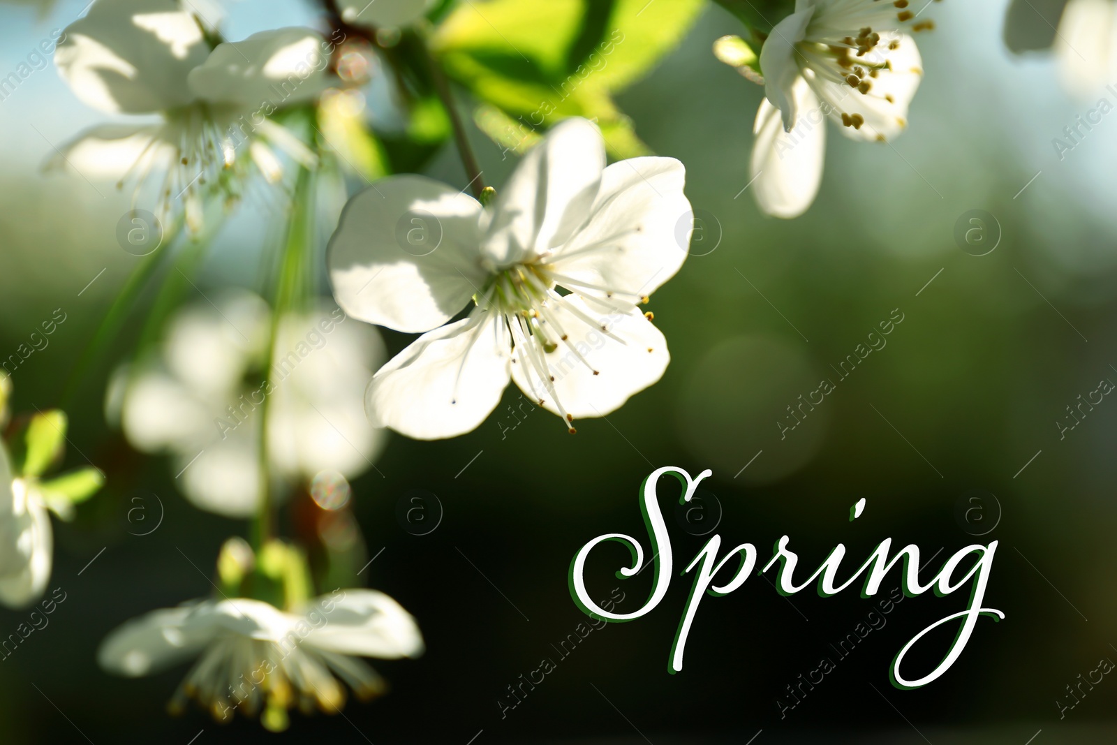 Image of Beautiful blossoming cherry tree, closeup. Hello spring