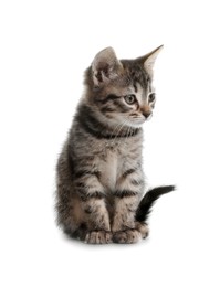 Cute little tabby kitten on white background
