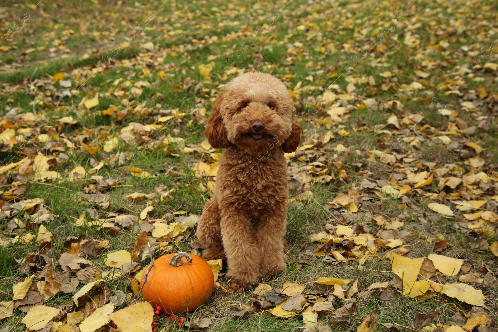 Photo of Cute fluffy dog and pumpkin on grass in autumn park