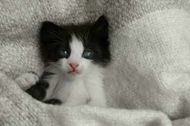 Photo of Cute baby kitten lying on cozy blanket, top view