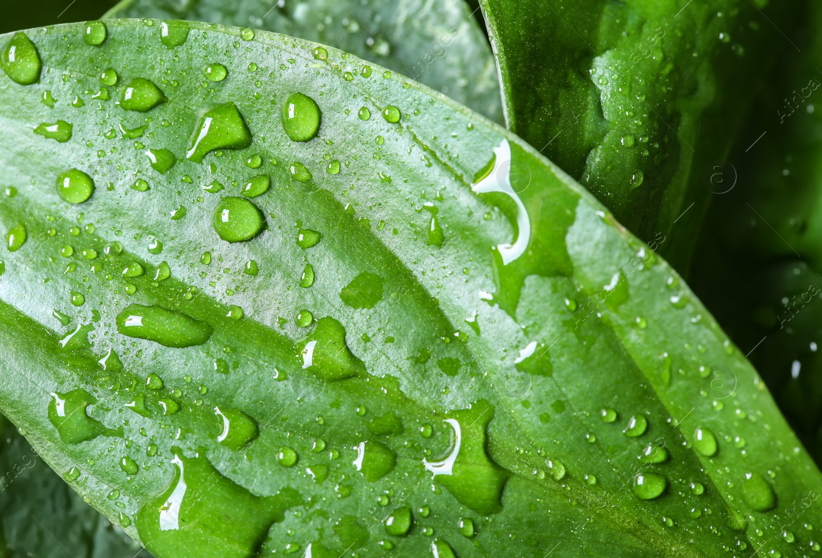 Photo of View of water drops on green leaf, closeup