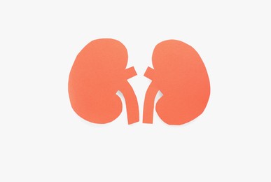 Photo of Paper cutout of kidneys on white background, top view