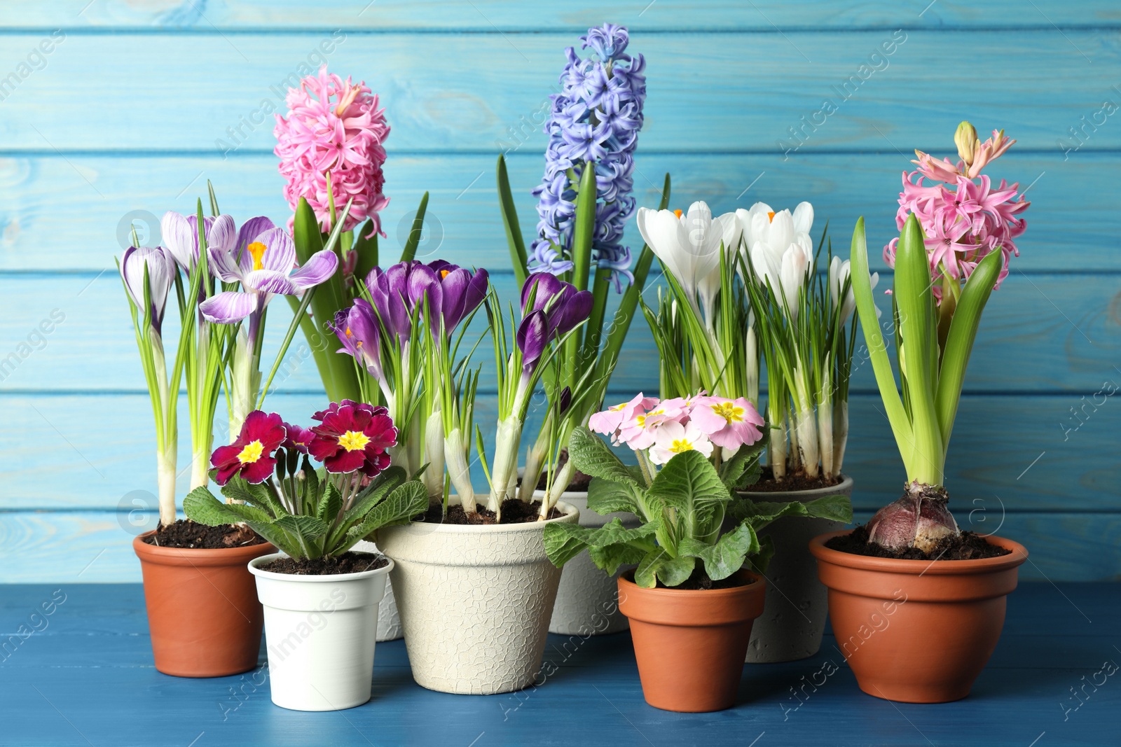 Photo of Different beautiful potted flowers on blue wooden table