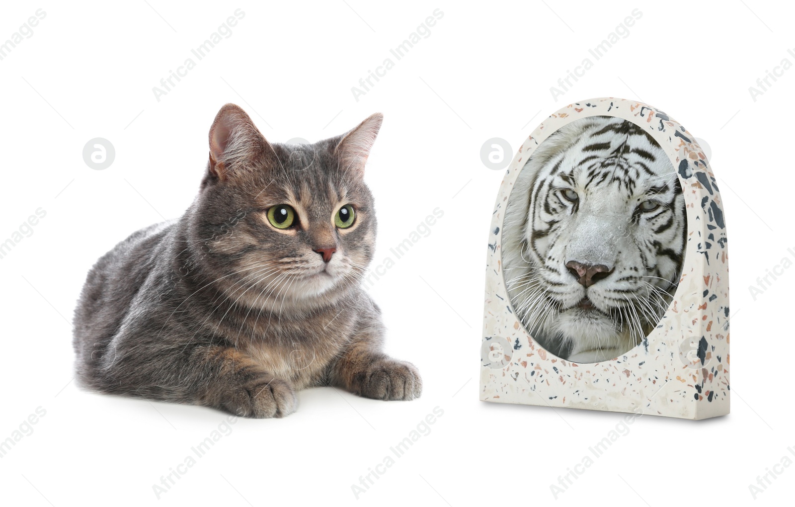 Image of Cat and mirror with reflection of bengal tiger on white background