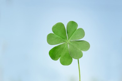 Photo of Green four leaf clover on light blue background, closeup