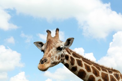 Photo of Beautiful spotted African giraffe against blue sky