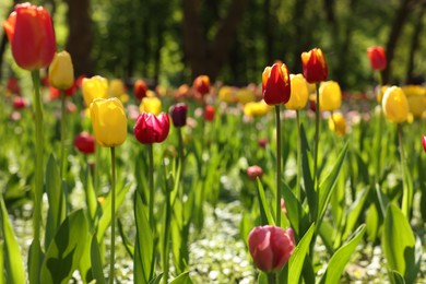 Beautiful bright tulips growing outdoors on sunny day