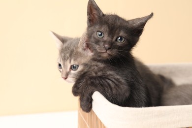 Photo of Cute fluffy kittens in basket against beige background. Baby animals