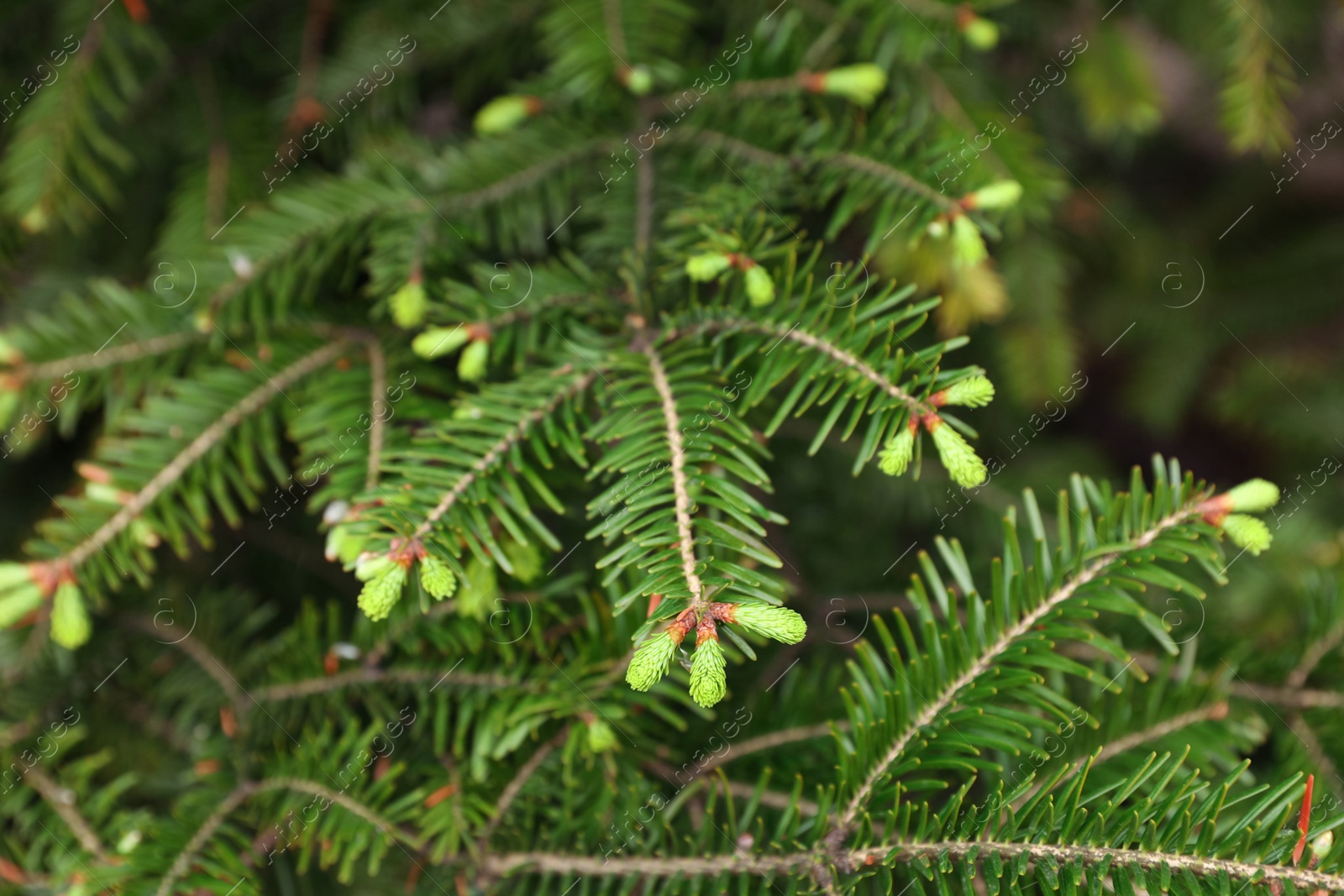 Photo of Green branches of beautiful conifer tree outdoors, closeup