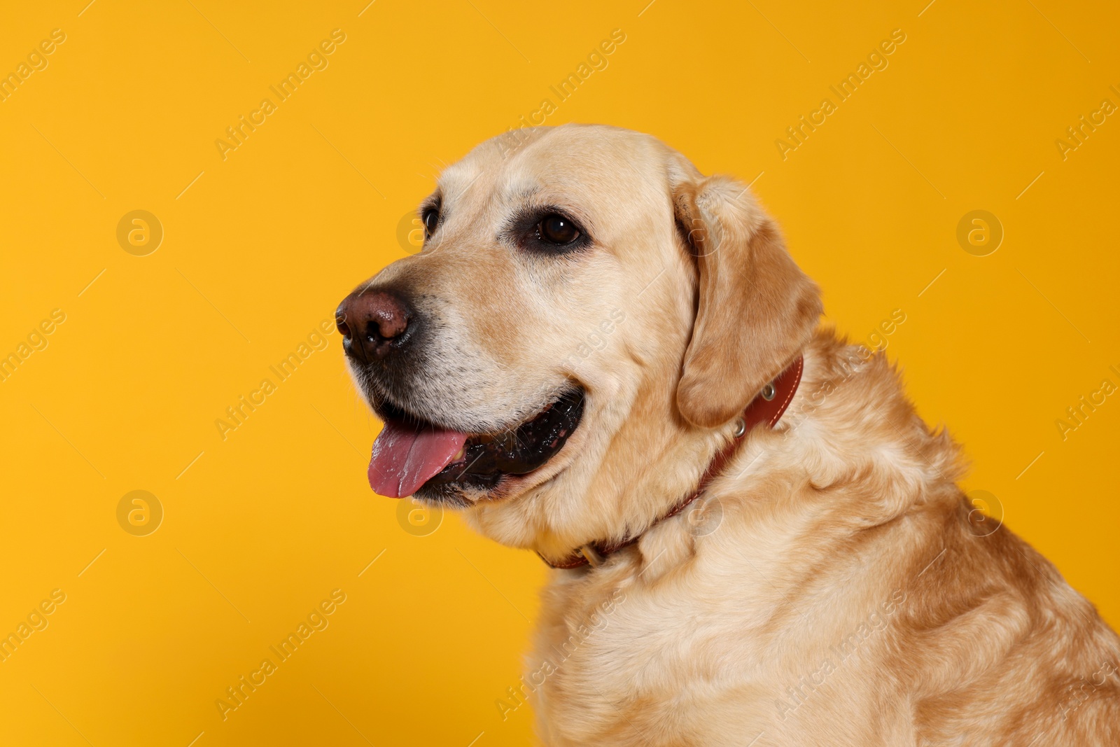 Photo of Cute Labrador Retriever in dog collar on orange background. Space for text