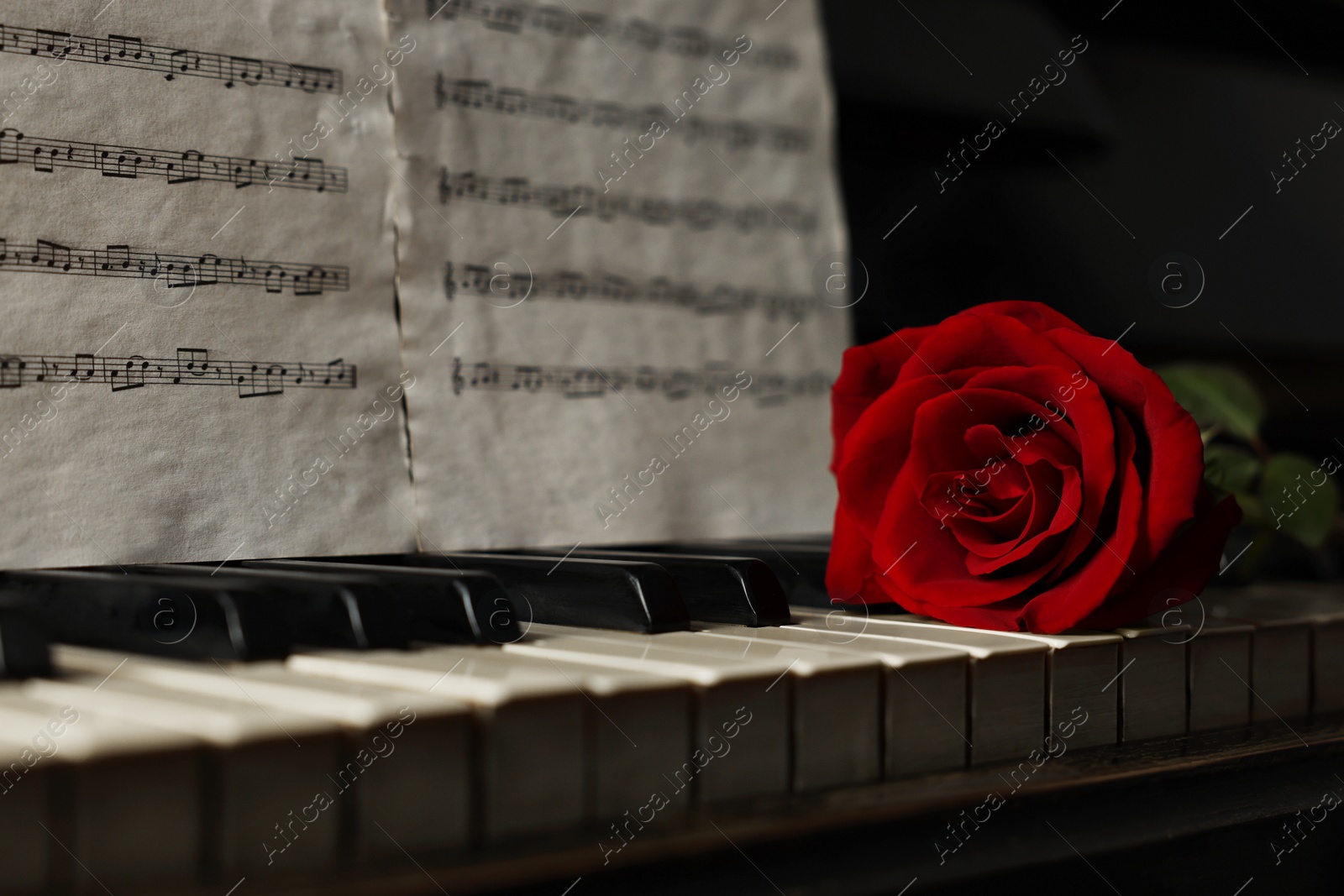 Photo of Beautiful red rose and musical notes on piano, space for text