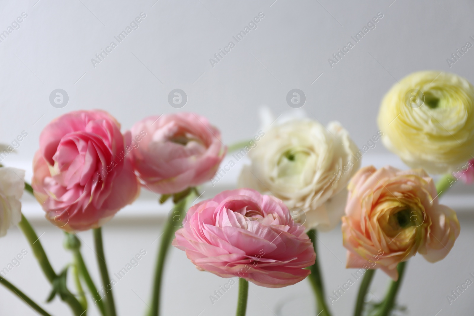 Photo of Beautiful ranunculus flowers on light background, closeup