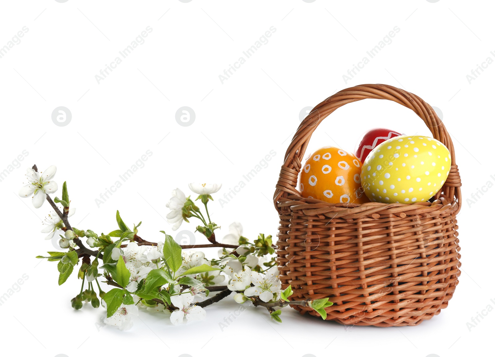 Photo of Painted Easter eggs in wicker basket and blossoming branches on white background