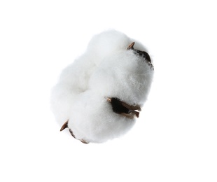 Photo of Beautiful fluffy cotton flower on white background