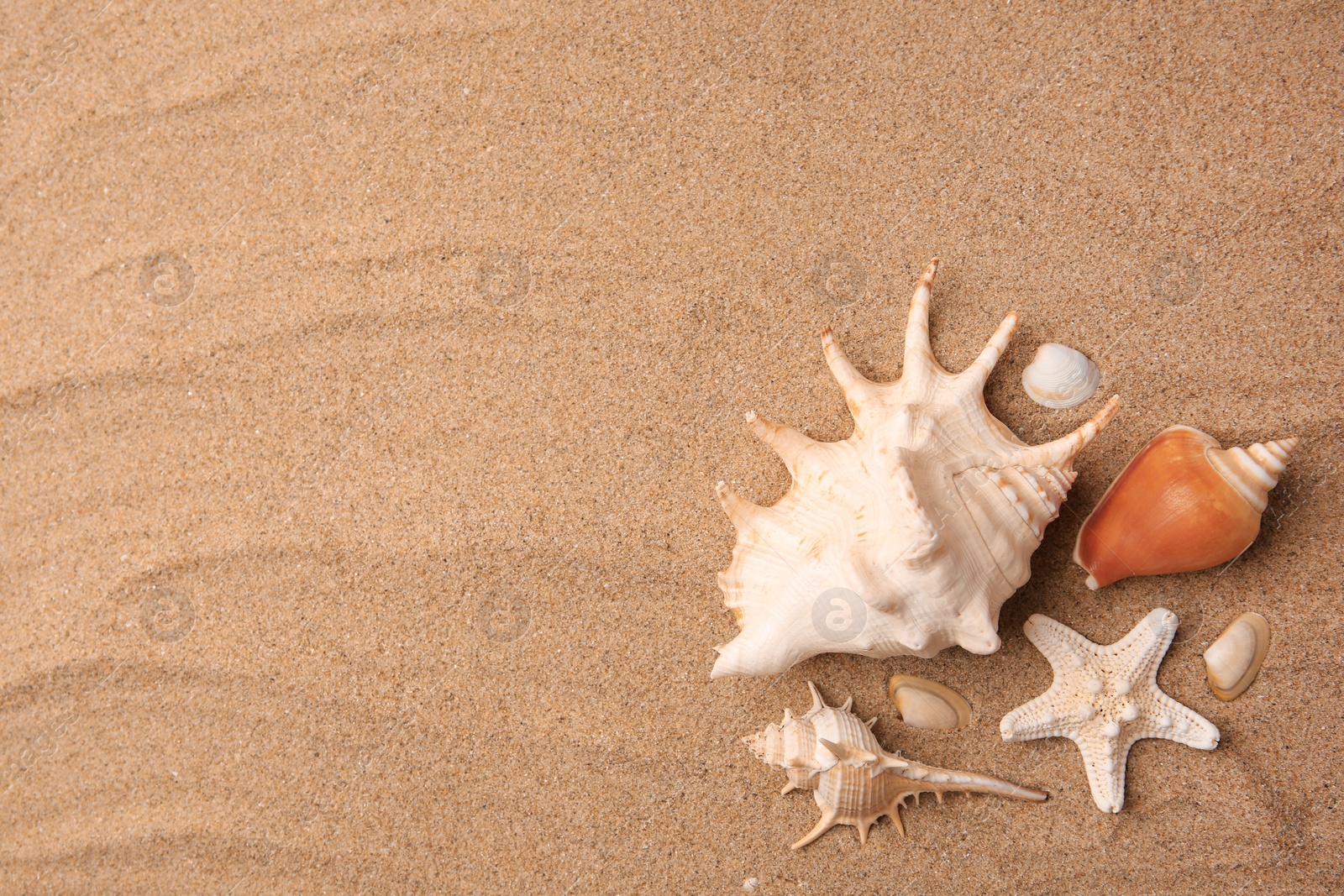 Photo of Beautiful sea star and shells on sand, flat lay. Space for text