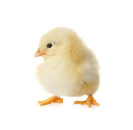 Photo of Cute fluffy baby chicken on white background. Farm animal