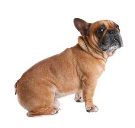 Cute French bulldog on white background. Funny pet