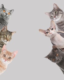 Cute cats on light grey background. Space for text