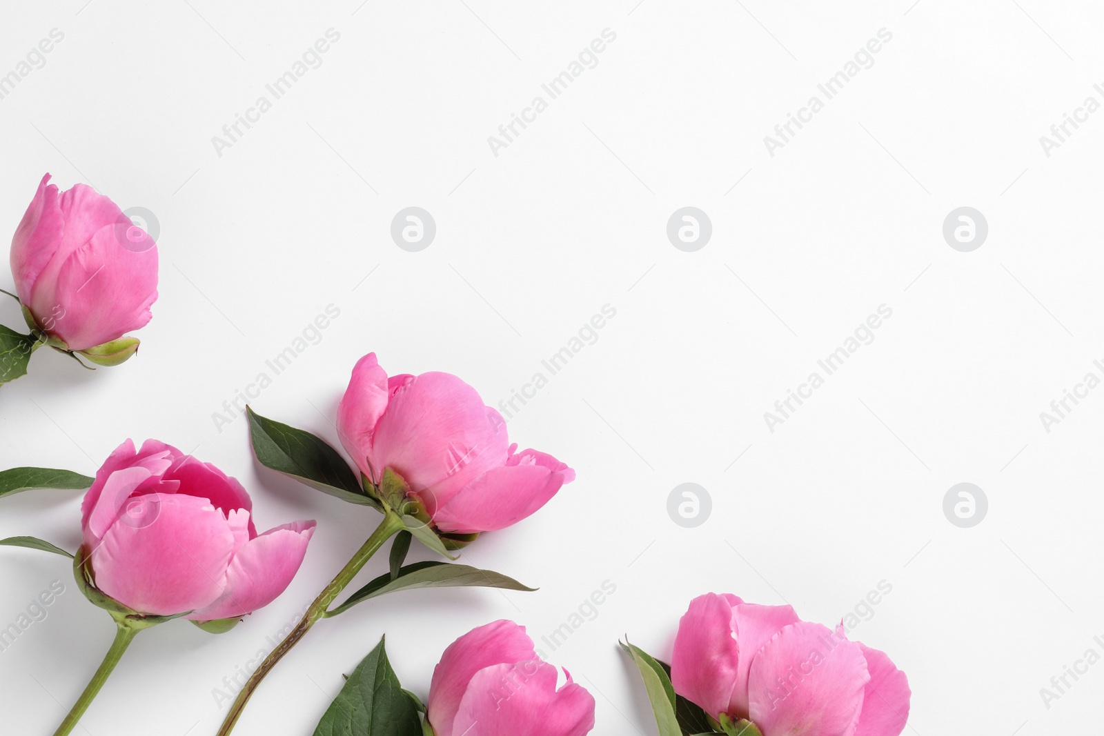 Photo of Fragrant peonies on white background, top view. Beautiful spring flowers