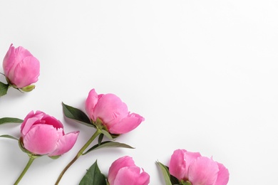 Fragrant peonies on white background, top view. Beautiful spring flowers