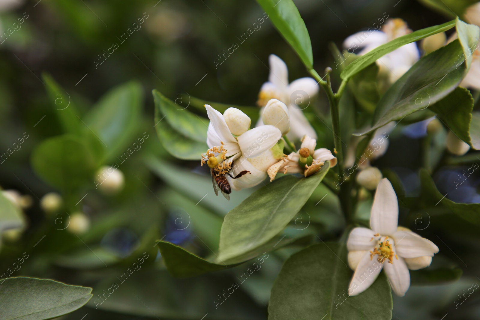 Photo of Bee on white beautiful grapefruit flower outdoors