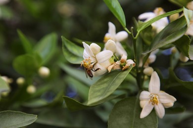 Bee on white beautiful grapefruit flower outdoors