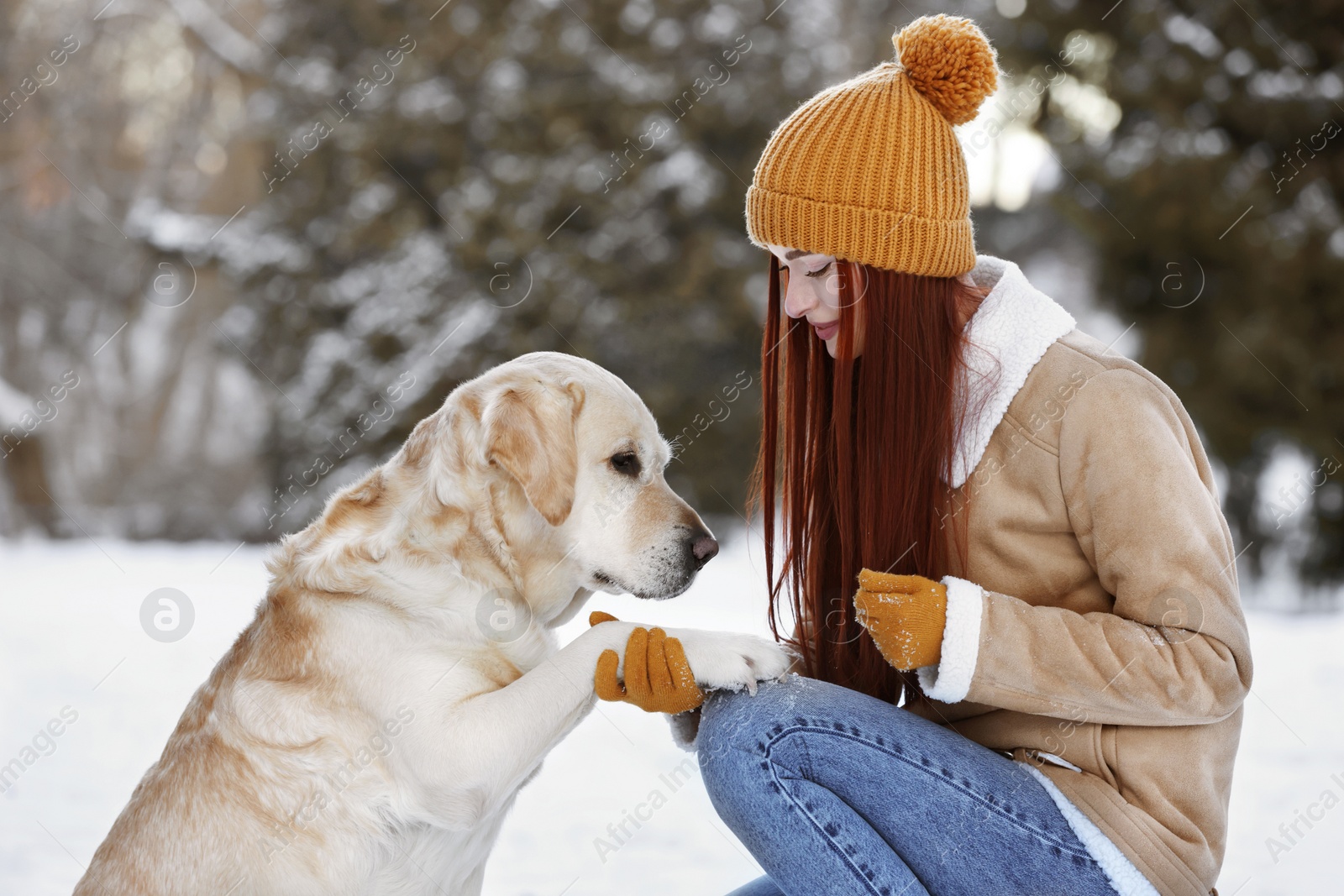 Photo of Adorable Labrador Retriever giving paw to beautiful young woman on winter day outdoors