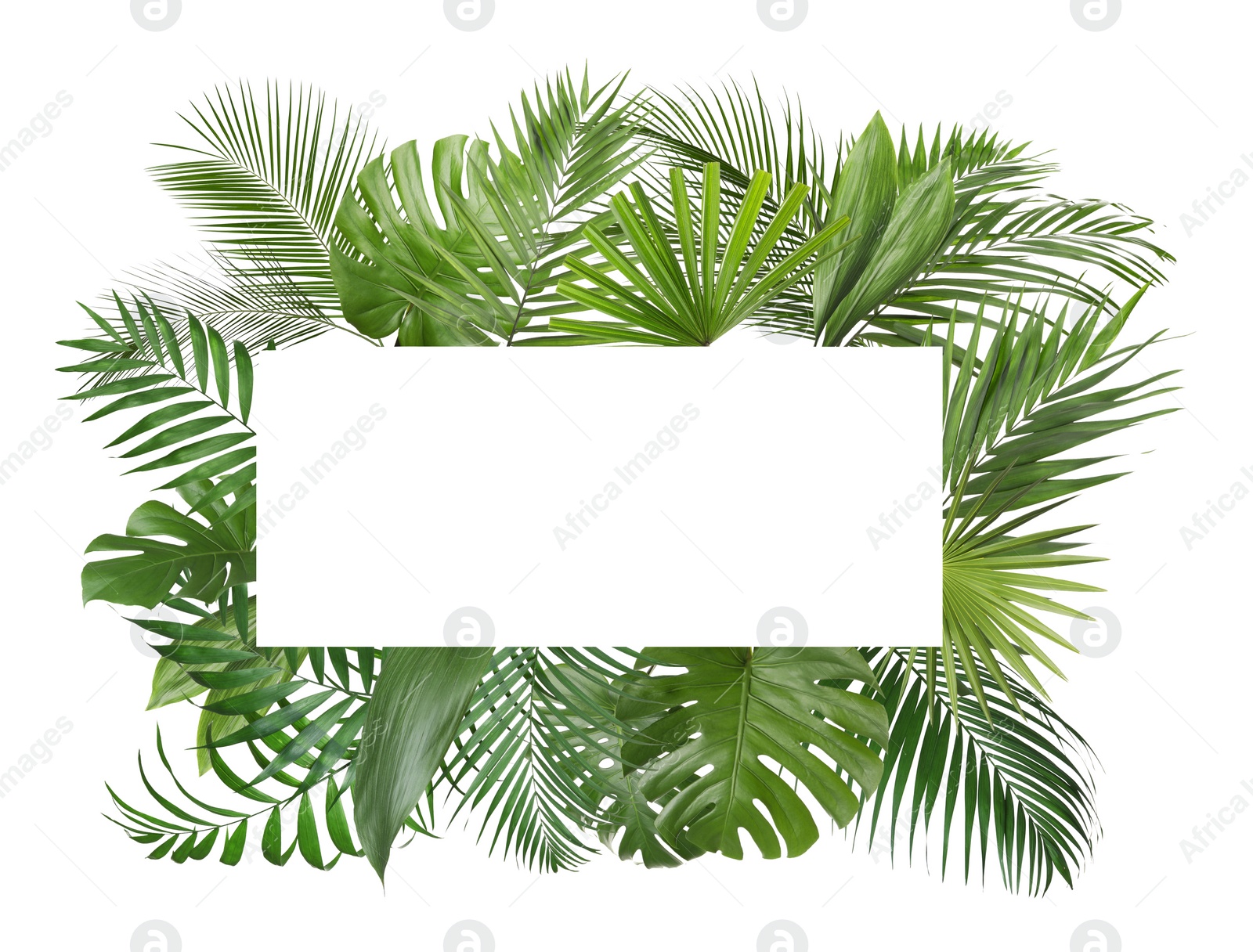Image of Frame made of different lush tropical leaves on white background, top view. Space for text