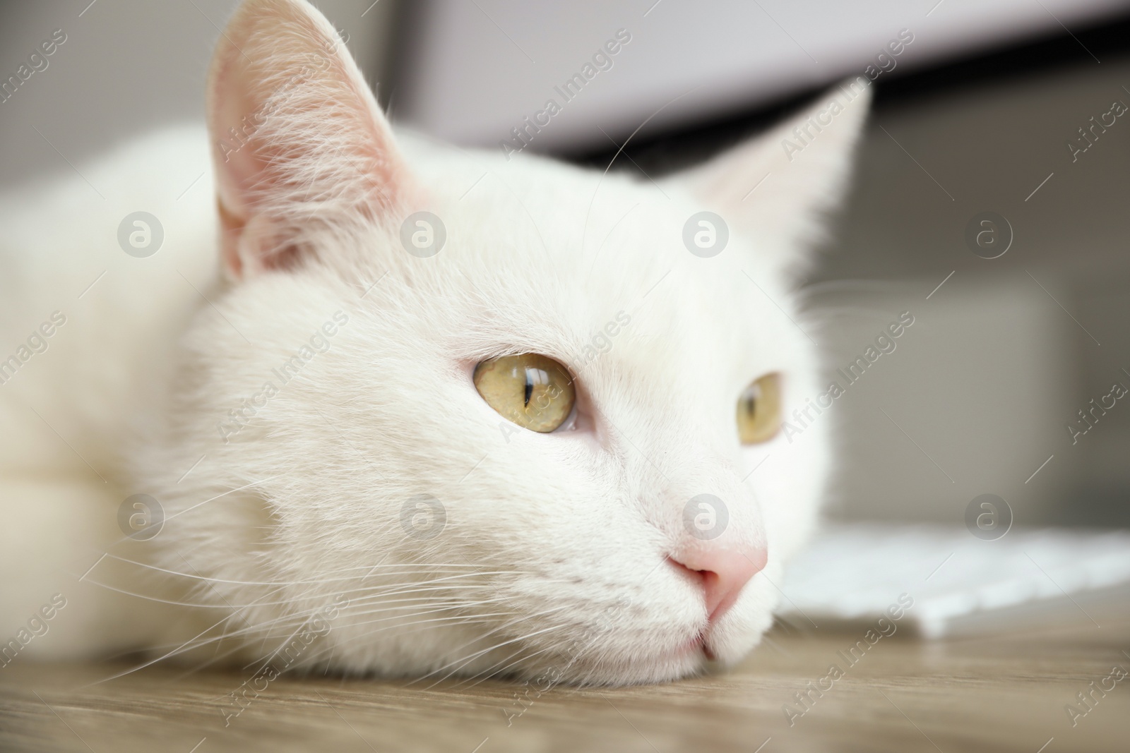 Photo of Adorable white cat lying near keyboard at workplace, closeup