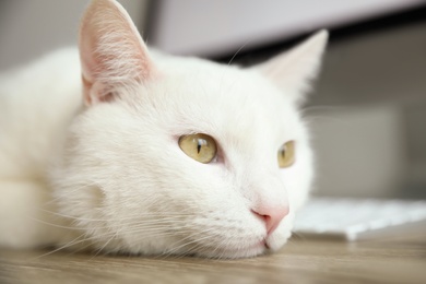 Photo of Adorable white cat lying near keyboard at workplace, closeup