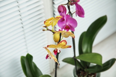 Photo of Beautiful tropical orchid flower on windowsill, closeup