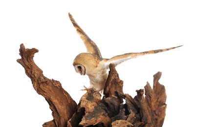 Photo of Beautiful common barn owl on tree against white background