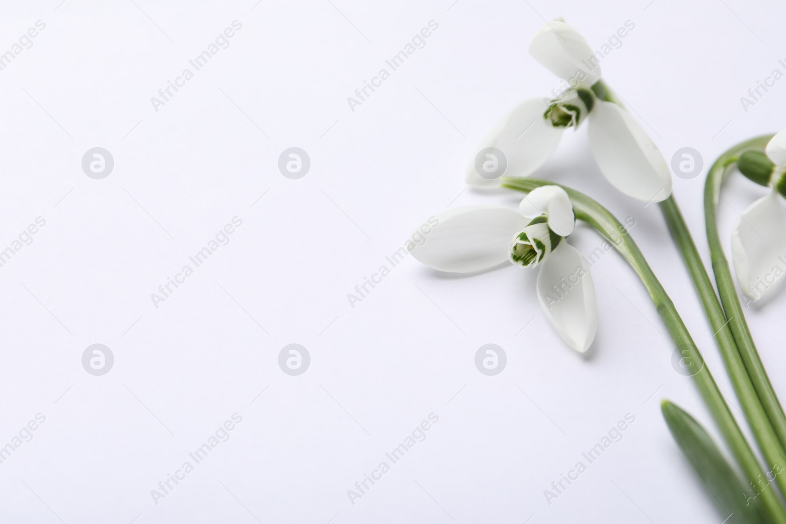 Photo of Beautiful snowdrops on white background, closeup view