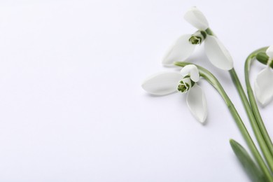 Photo of Beautiful snowdrops on white background, closeup view