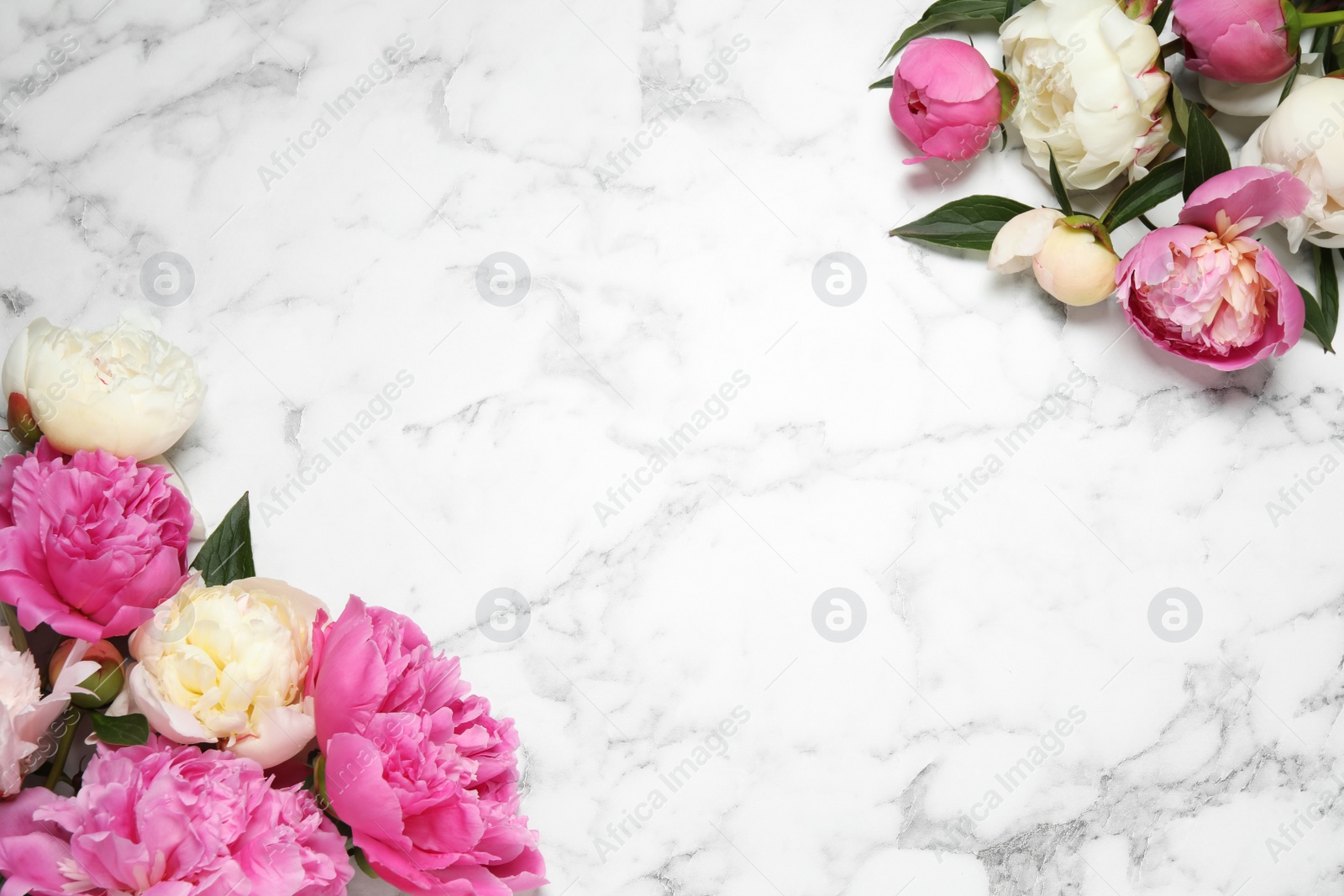 Photo of Beautiful peonies on white marble background, flat lay. Space for text