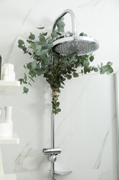 Branches with green eucalyptus leaves in shower