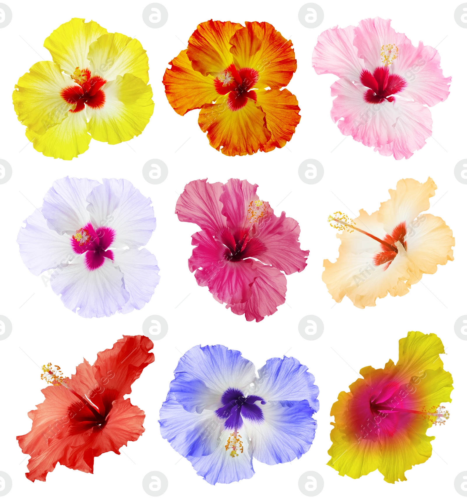 Image of Set of beautiful tropical hibiscus flowers isolated on white