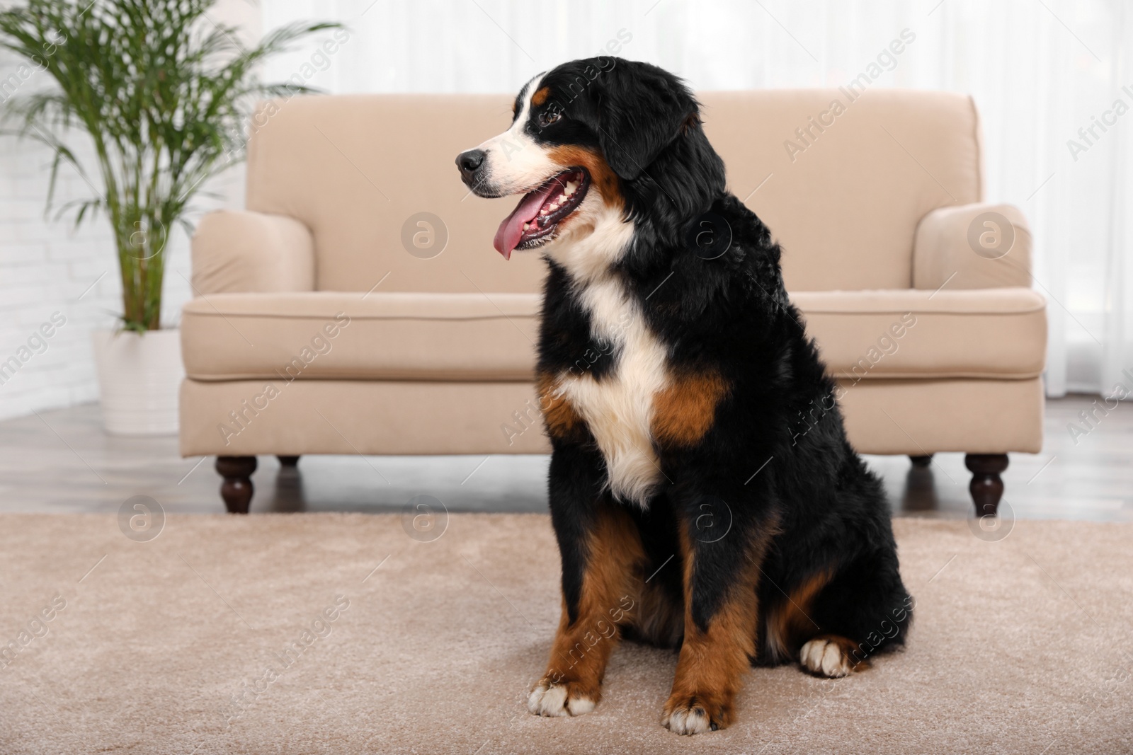 Photo of Bernese mountain dog sitting on carpet in living room