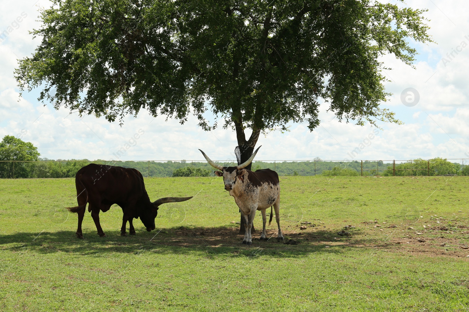 Photo of Beautiful Ankole cows near tree in safari park