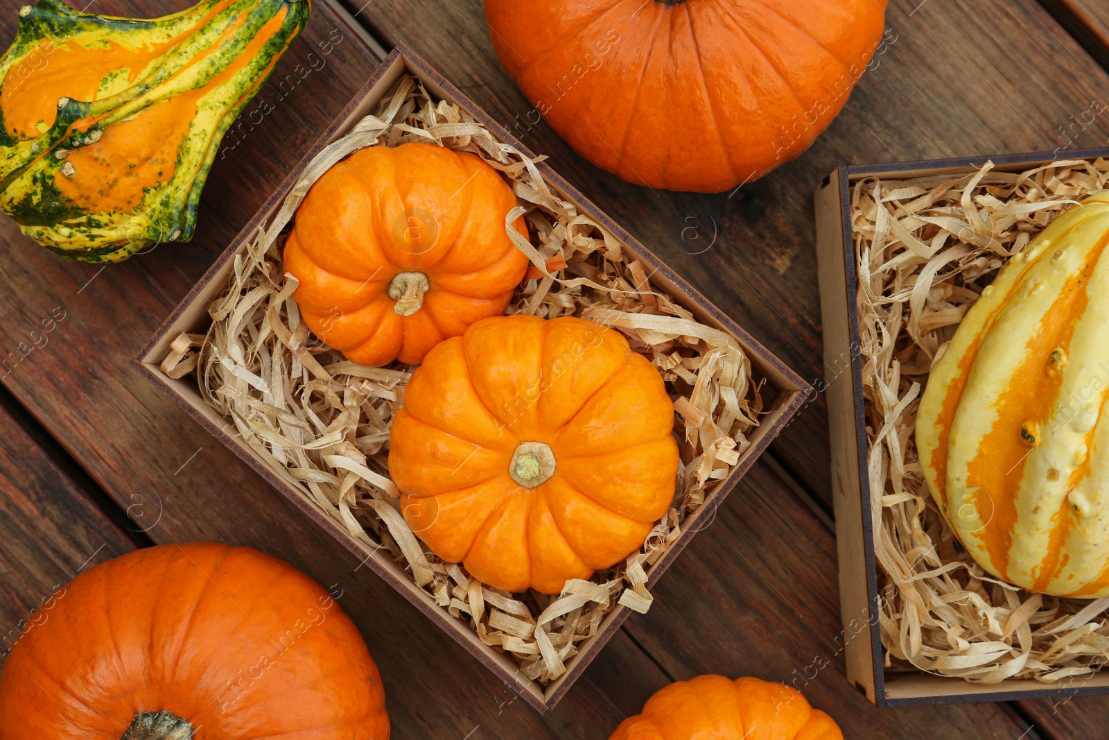 Photo of Crate and many different pumpkins on wooden table, flat lay