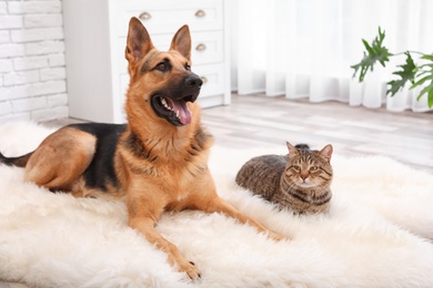 Photo of Adorable cat and dog resting together on fuzzy rug indoors. Animal friendship