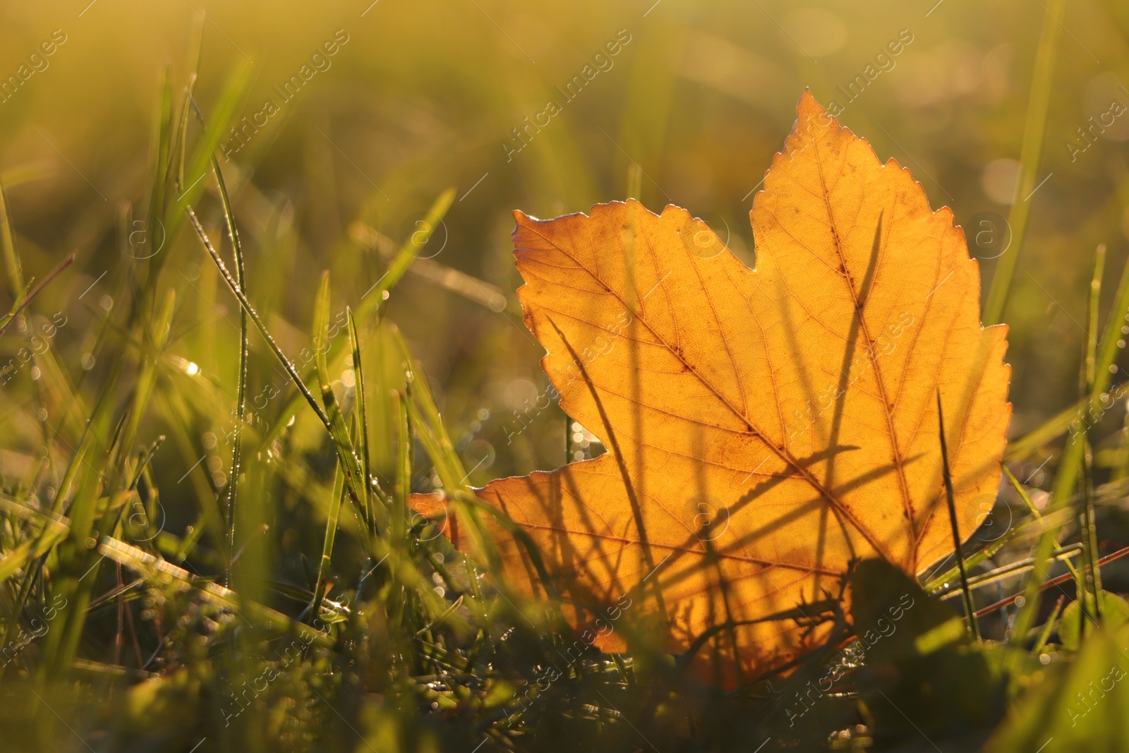 Photo of Beautiful fallen leaf among green grass outdoors on sunny autumn day, closeup. Space for text