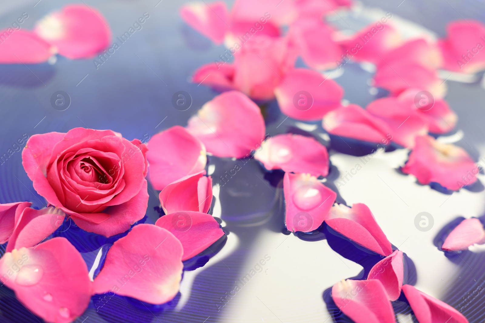 Photo of Pink rose and petals in water, closeup