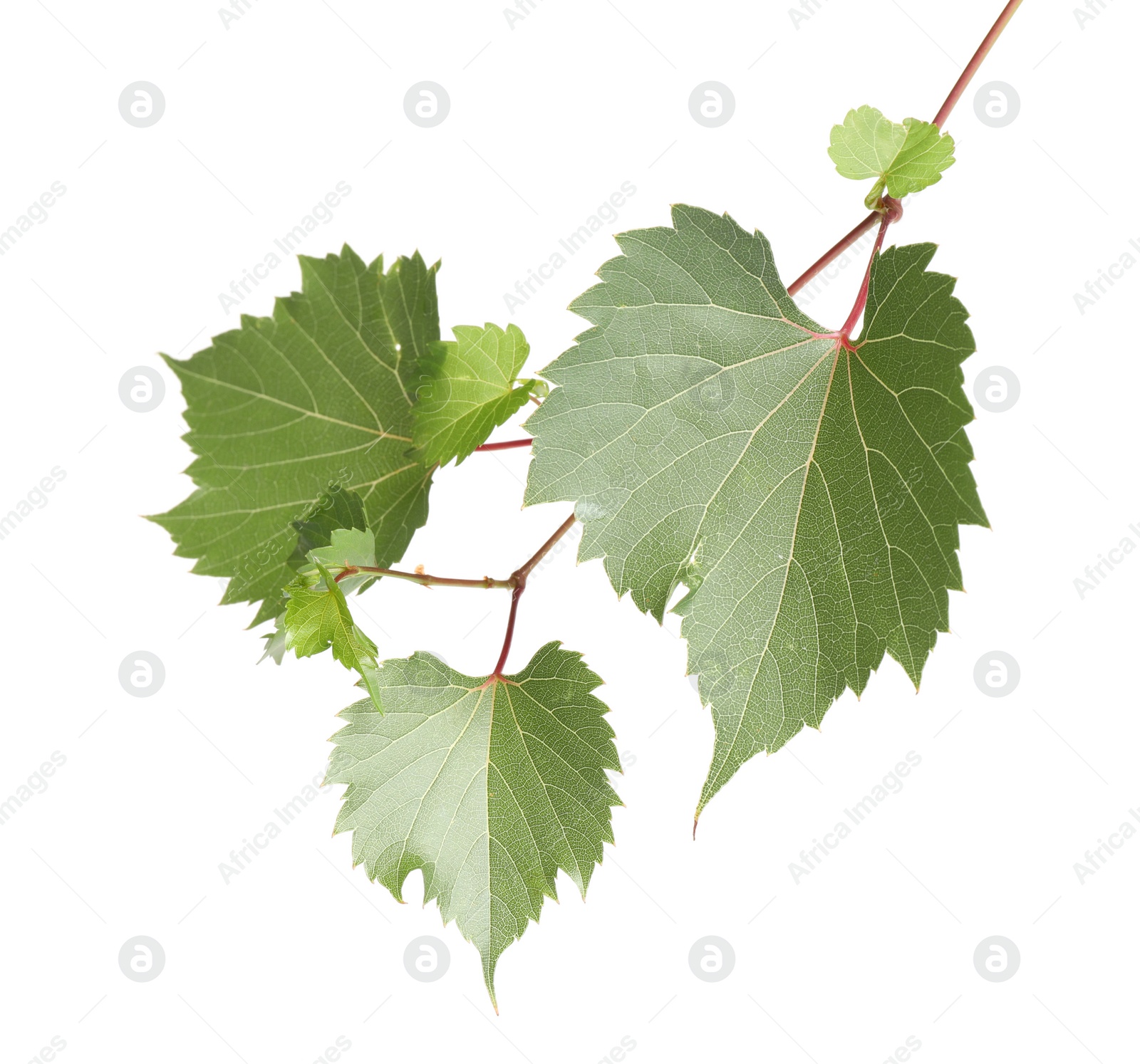 Photo of Fresh green grape leaves on white background