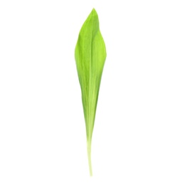 Leaf of wild garlic or ramson isolated on white