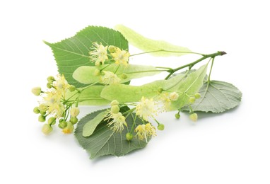 Beautiful linden tree blossom with young fresh green leaves isolated on white
