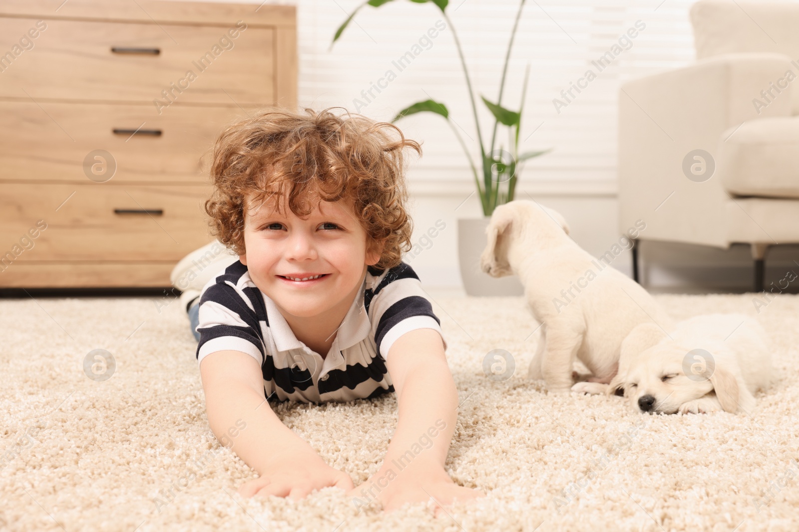 Photo of Little boy with cute puppies on beige carpet at home