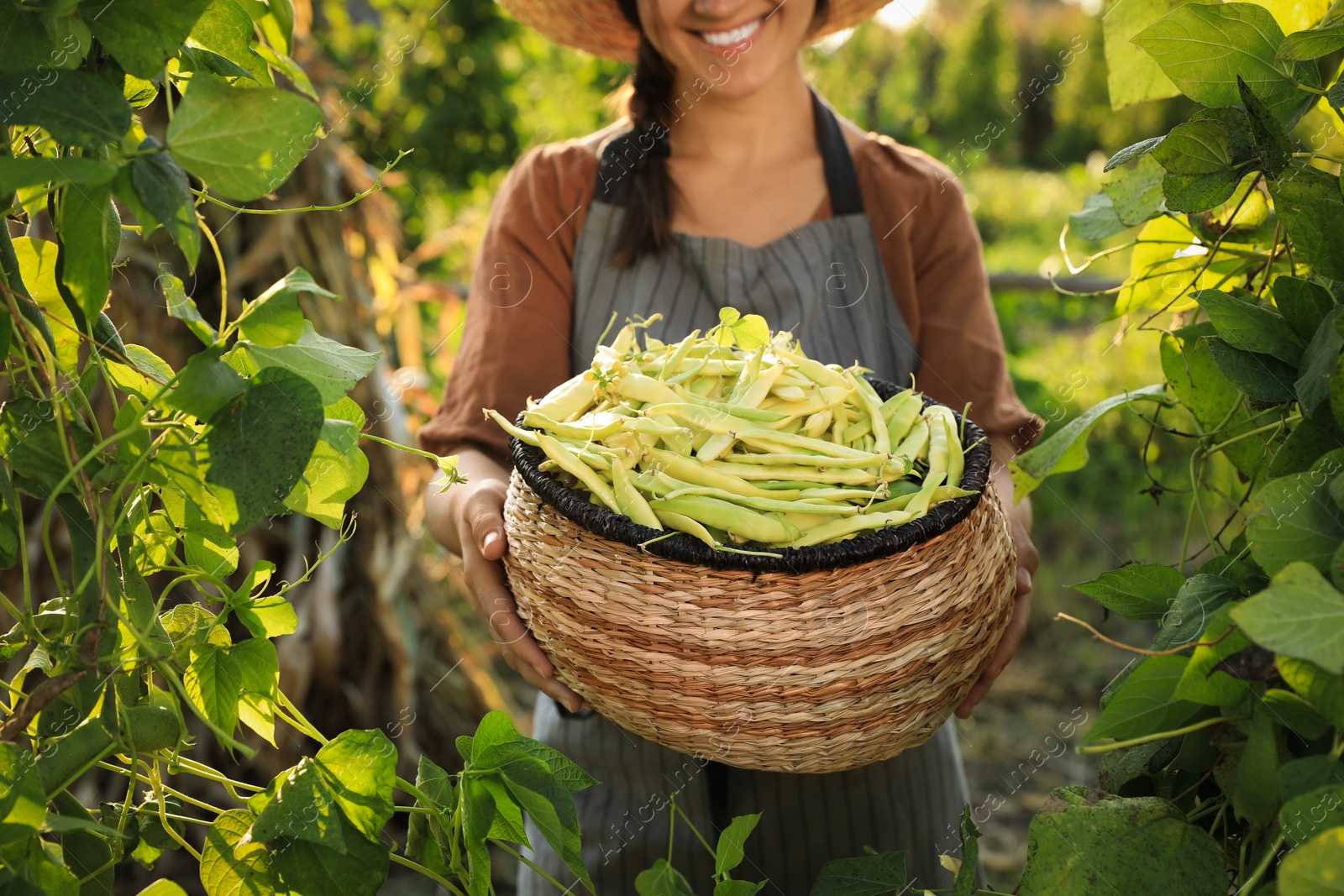 Photo of Woman holding fresh green beans in wicker basket outdoors on sunny day, closeup