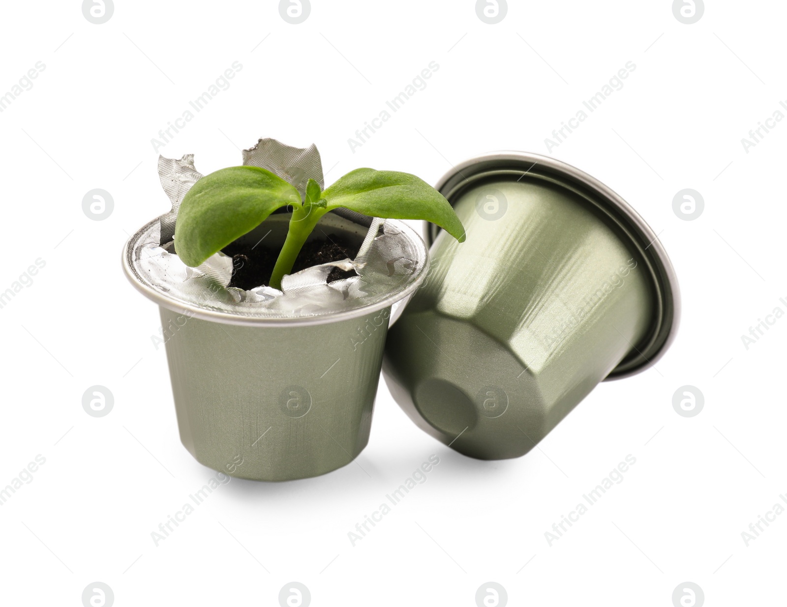 Photo of Green seedling growing in coffee capsule isolated on white