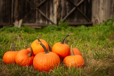 Photo of Many ripe orange pumpkins on green grass in garden. Space for text